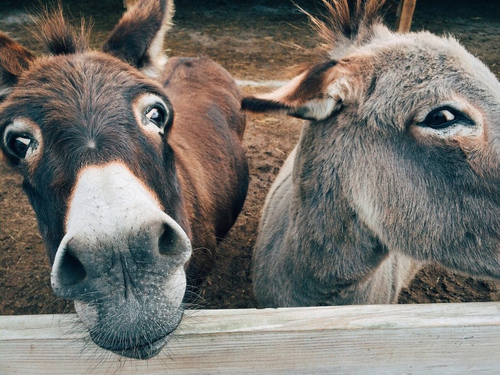 Two donkeys looking wildly at the camera