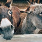 Two donkeys looking wildly at the camera
