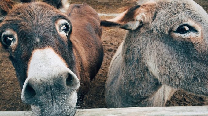 Two Donkeys Looking Wildly At The Camera